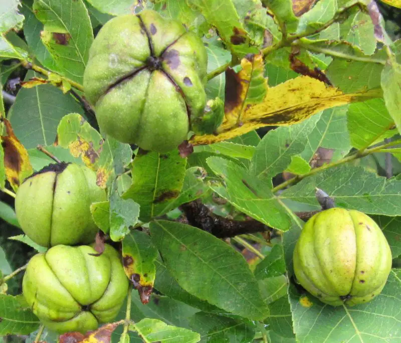 Shagbark Hickory ripe nuts